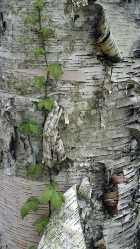 nature photo of birch bark and a vine