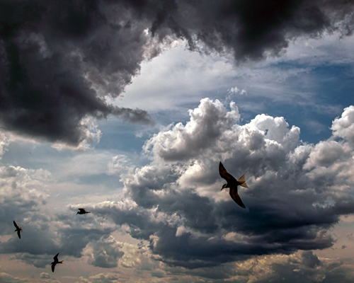 dramatic photo of birds flying in a cloudy sky