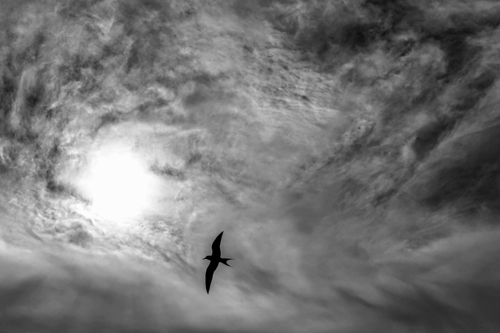 dramatic black and white photo of a bird flying into a turbulent sky