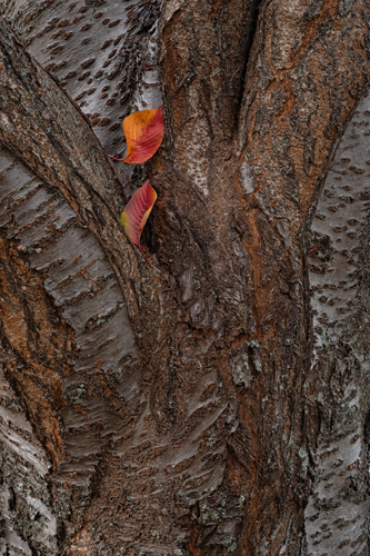 closeup photo of cherry tree