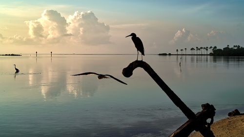 photo of birds in Florida keys
