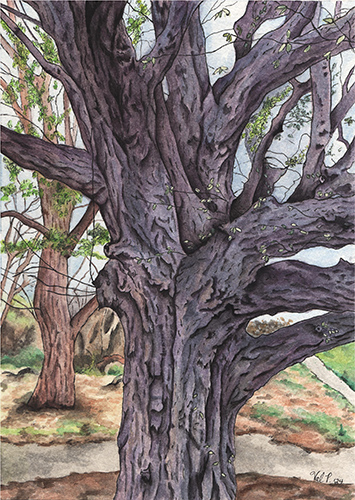 watercolor painting of a hornbeam tree