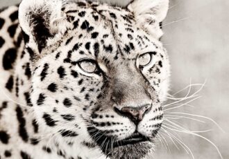 leopard photograph by Anthony David West