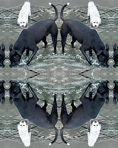 altered photo of a dog and cat