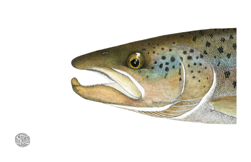 Pen and ink artwork Atlantic salmon