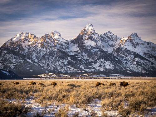 winter landscape with bison, fine art photo