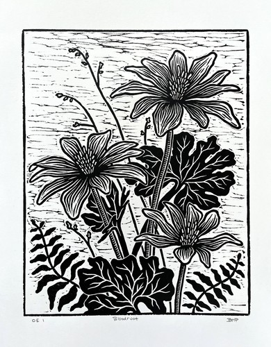 linocut print of a bloodroot plant