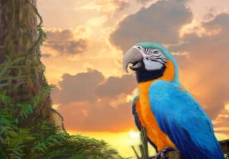 realistic painting of a macaw at sunset