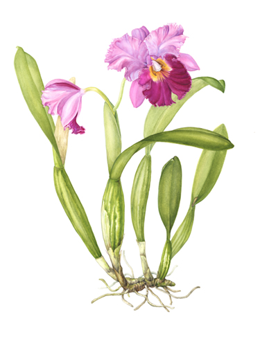 watercolor of a Cattleya by Mindy Lighthipe