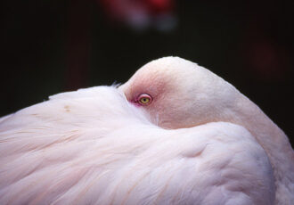 photo of a flamingo