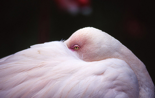 photo of a flamingo