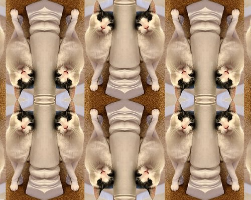 altered photo of a cat