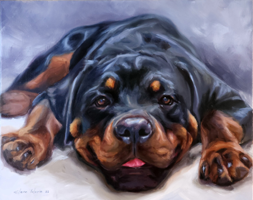 adorable pet portrait of a rottweiler
