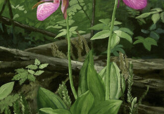 painting of Canadian Lady's Slippers