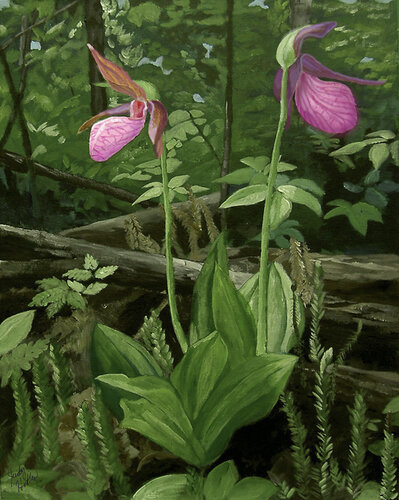 painting of Canadian Lady's Slippers