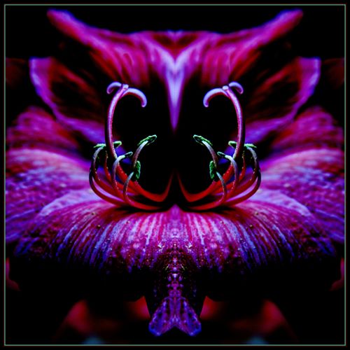 digital floral photography by Carl Kravats