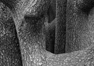 black and white nature photo of a cedar tree