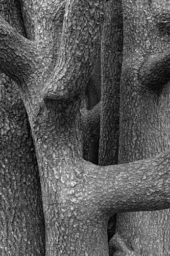 black and white nature photo of a cedar tree