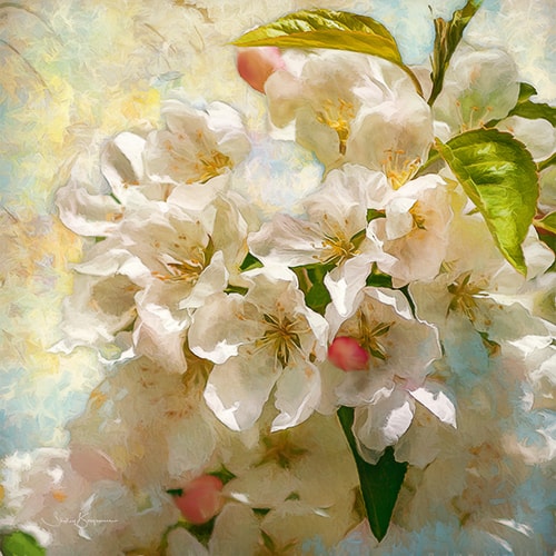 digital photograph of cherry blossos by Shelley Benjamin