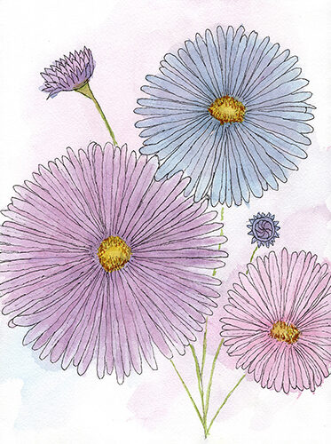 whimsical watercolor of aster flowers