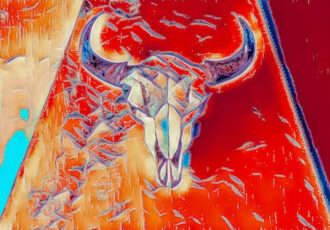 digital photograph of a cow skull