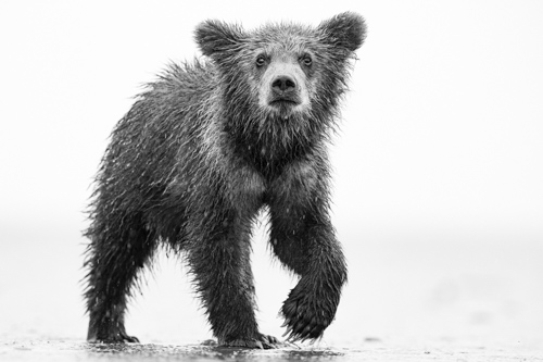 black and white photograph of a curious bear cub