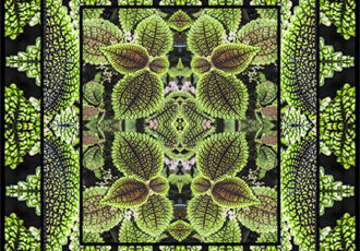 nature inspired leaf photo collage