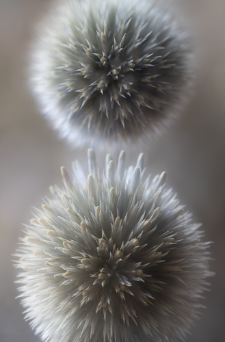 closeup botanical photo