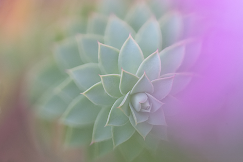 floral macro nature photograph