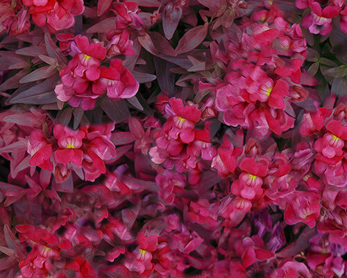 red flowers in an enhanced digital image