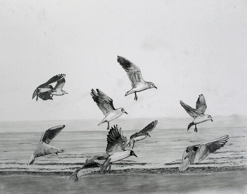 pencil drawing of birds taking flight
