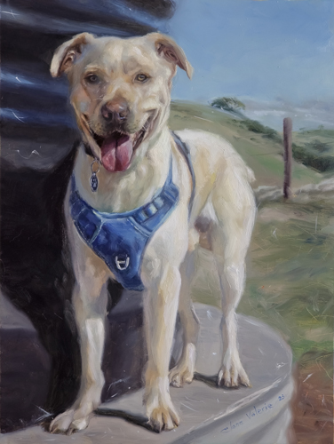 pet portrait of a yellow lab