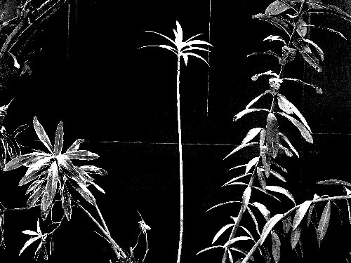 black and white botanical photograph