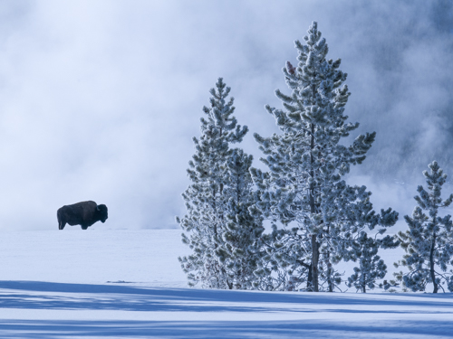 fine art photo of a bison in a winter landscape
