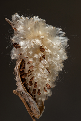 fine art photo of a milkweed plant