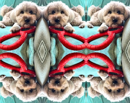 altered photo of a dog and toy