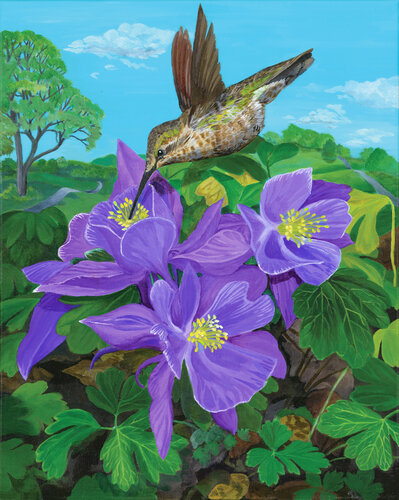 painting of a hummingbird and columbines