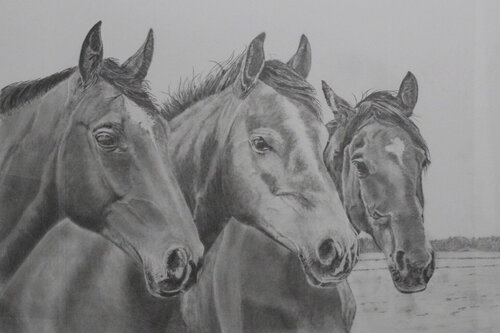 pencil drawing of a group of mustang horses