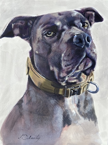 dog pet portrait