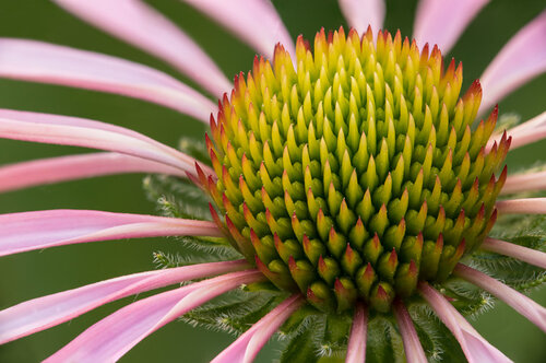 closeup photograph of a coneflower