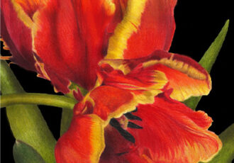 Colored pencil drawing of tulips by Cathy Boytos