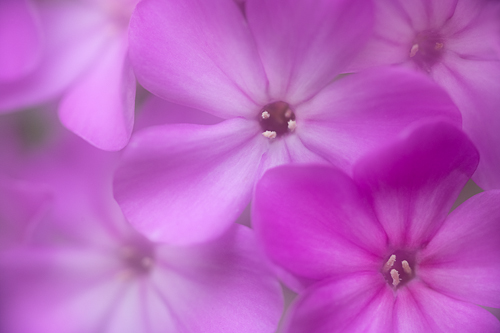 closeup photo of a phlox flower