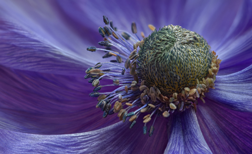 macro photo of an anemone flower