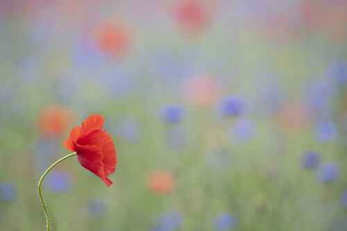 fine art photograph floral