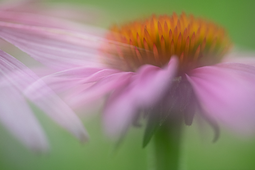 nature photography coneflower