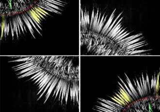 collage of colorized botanical photos