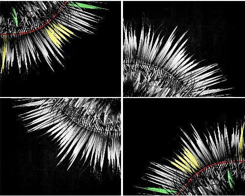 collage of colorized botanical photos