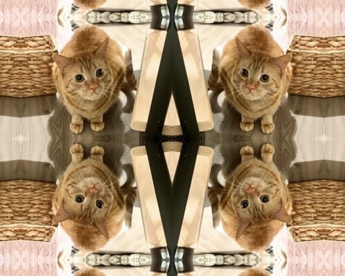 altered photo of a cat