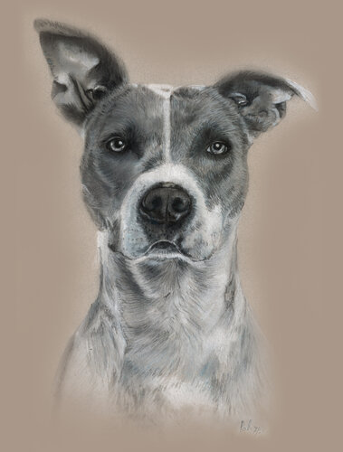 pastel drawing of a Jack Russell terrier