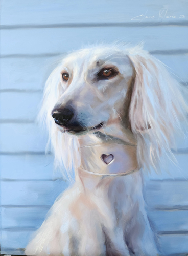 pet portrait of a saluki dog